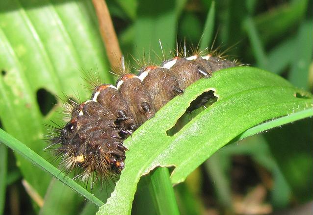 Bruco da ID (2) - Acronicta (Viminia) rumicis